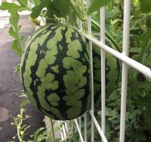花里吃瓜后续,续写娱乐圈风云再起
