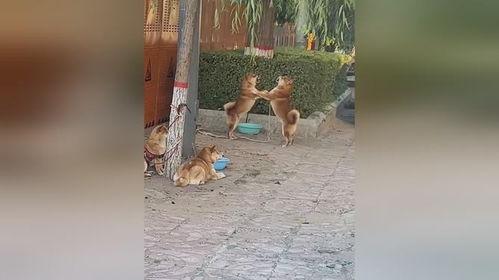 吃瓜翠花妈妈