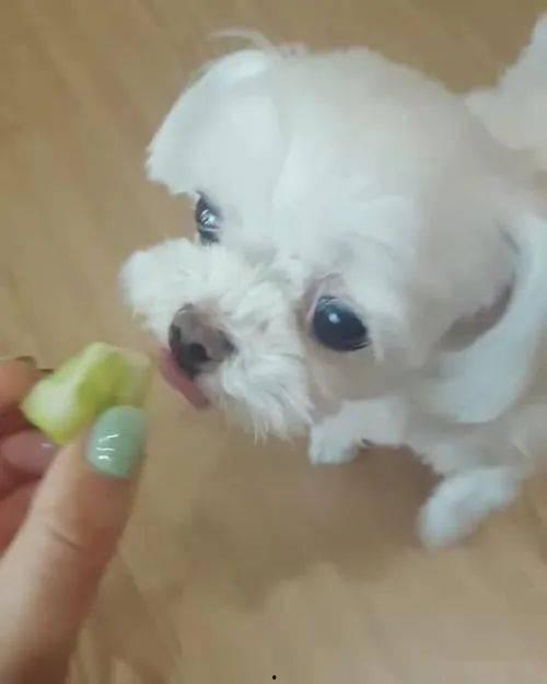 小狗可以吃甜蜜瓜,小狗的夏日美味小食