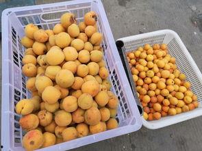 临颍鼓楼吃瓜,夏日吃瓜，品味古韵风情
