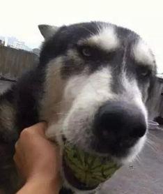 不明吃瓜土狼,探寻神秘生物的神秘面纱