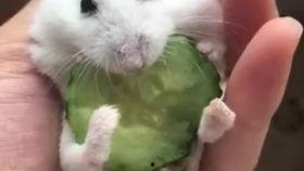 不明吃瓜土狼,探寻神秘生物的神秘面纱