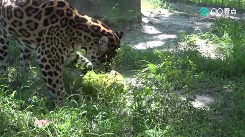 大猫吃瓜爆料视频,揭秘娱乐圈幕后真相