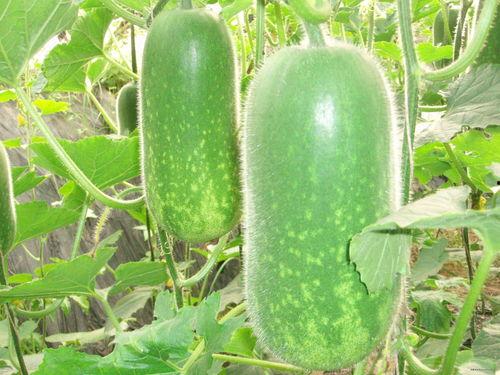 npxvip吃瓜,揭秘娱乐圈背后的那些事儿