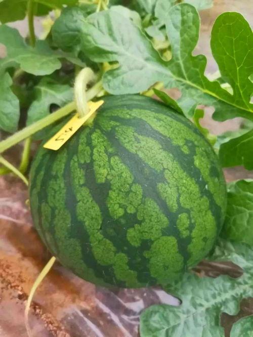 绿色的吃瓜,探寻大自然的清新美味