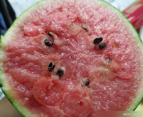 吃瓜吃出细菌视频大全,细菌滋生视频大盘点