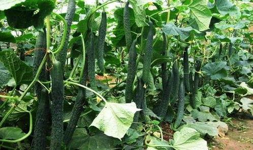 立夏了又吃瓜,瓜果飘香，品味夏日清新