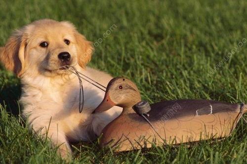 小狗可以吃甜蜜瓜,小狗的夏日美味小食