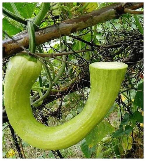 一月吃瓜二月吃瓜啥意思,揭秘“一月吃瓜二月吃瓜”的流行现象