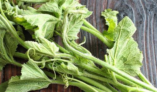 棚瓜尖可以吃吗,可食用还是禁忌？揭秘其食用之谜