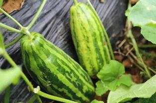 砀山吃瓜是啥意思,揭秘当地独特的饮食文化现象