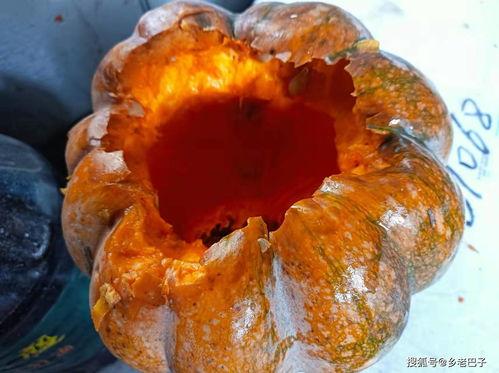 专门吃南瓜干的瓜怎么种,培育美味南瓜干的秘密