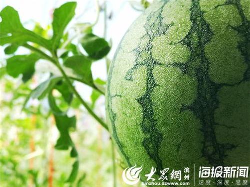 吃瓜好看的视频,跟随视频一探究竟