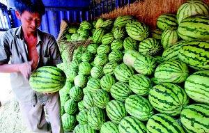 吨吨吃瓜,揭秘瓜界“吃货”的奇妙食旅