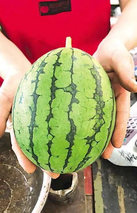 吨吨吃瓜,揭秘瓜界“吃货”的奇妙食旅