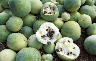 稀碎吃瓜,揭秘娱乐圈幕后故事