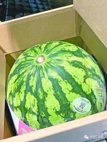 不教人吃瓜,不教人吃瓜的生活哲学