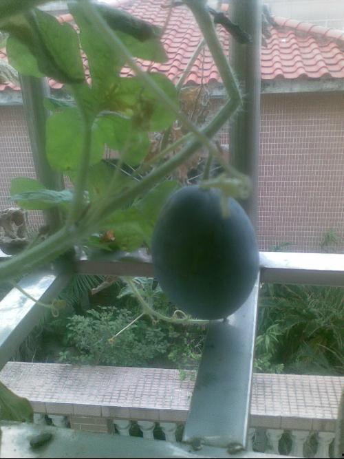 吃阳瓜的照片,色彩斑斓的视觉盛宴