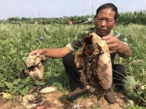 云纺最新吃瓜事件,最新吃瓜事件揭秘，真相背后引热议