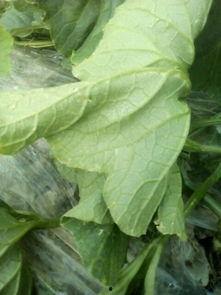 水瓜叶子可以吃吗,绿色餐桌上的健康之选