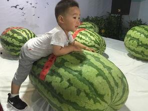 莱芜吃瓜事件最新,一场网络狂欢背后的真相与反思