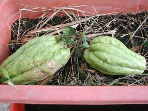 肝癌可以吃羊角瓜,天然疗愈的希望之光