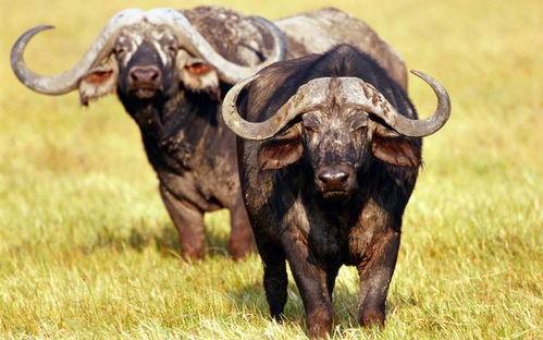 牛牛苍兰诀吃瓜,揭秘吃瓜背后的娱乐江湖风云