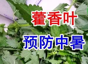 按早年规矩吃瓜,揭秘早年规矩下的瓜界风云