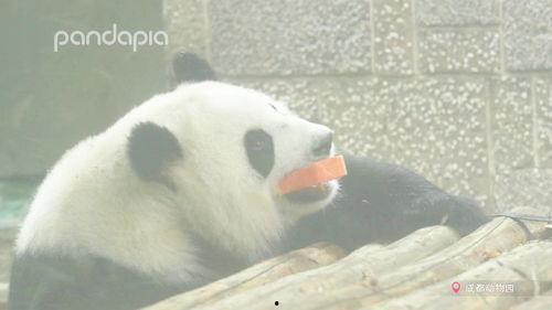 吃瓜熊猫直播间,揭秘娱乐圈幕后故事