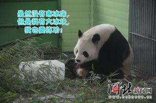 吃瓜熊猫直播间,揭秘娱乐圈幕后故事