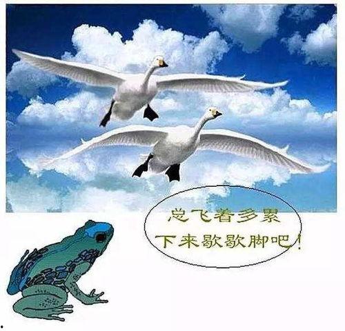 喜欢吃蛤蟆瓜,舌尖上的美食之旅