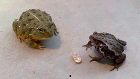 喜欢吃蛤蟆瓜,舌尖上的美食之旅