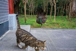 吃瓜孔雀,揭秘孔雀界的美食达人