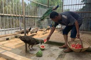 吃瓜孔雀,揭秘孔雀界的美食达人