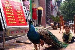 吃瓜孔雀,揭秘孔雀界的美食达人