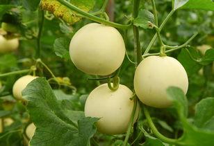 栖栖吃瓜,揭秘娱乐圈幕后故事