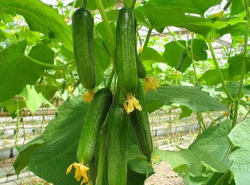 栖栖吃瓜,揭秘娱乐圈幕后故事