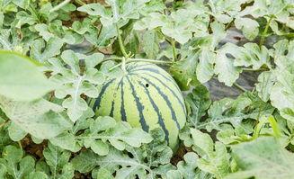 过路吃瓜,过路吃瓜，揭秘都市生活百态