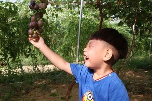 林寒吃瓜,揭秘娱乐圈背后的那些事儿