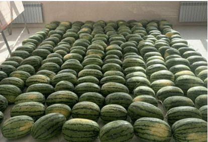 校园吃瓜大合集,揭秘那些年我们一起吃瓜的精彩瞬间