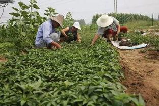 勉县吃瓜事件真相,揭开真相背后的曲折历程