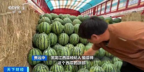 吃瓜熊猫血,揭秘神秘熊猫血型背后的故事