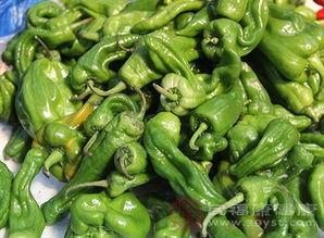 哈密瓜吃辣椒,哈密瓜与辣椒的奇妙融合之旅