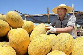 哈密瓜吃辣椒,哈密瓜与辣椒的奇妙融合之旅