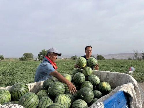 双流区吃瓜,瓜果飘香，品味生活新篇章