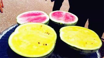 双流区吃瓜,瓜果飘香，品味生活新篇章