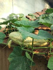 小瓜怎样吃没有毒,揭秘小瓜无毒食用指南