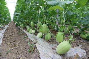 中央六台吃瓜,揭秘娱乐圈幕后真相