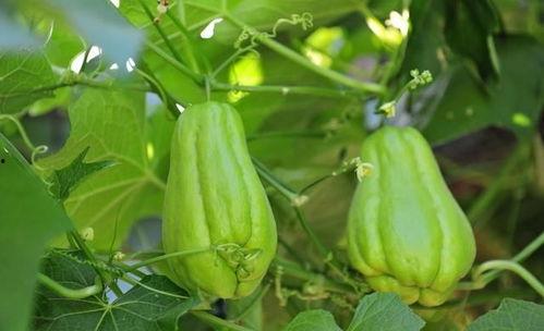 孕妇可以吃佛手瓜尖叶,佛手瓜尖叶的益处与食用指南