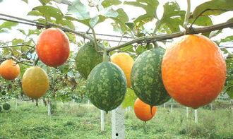 宁夏吊瓜怎么吃,独特风味，多样食法探索